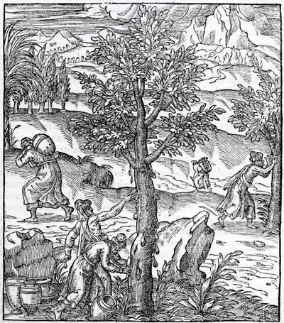 Collecting Incense from Pine Trees, from Cosmographie Universelle, by Andre de Thevet, 1575 by French School